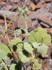 Sphaeralcea obtusiloba
