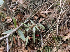 Ardisia