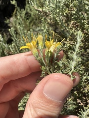 Ericameria ericoides