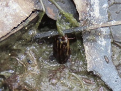 Coptotomus longulus lenticus