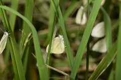 Pieris rapae crucivora