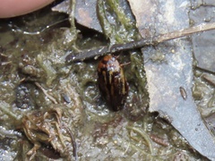 Coptotomus longulus lenticus