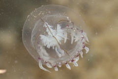 Polyorchis haplus