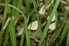 Pieris rapae crucivora