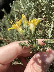 Ericameria ericoides