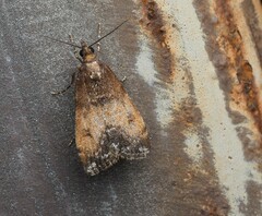 Eudonia asterisca