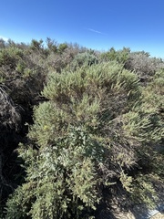 Ericameria ericoides