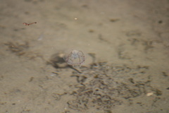 Polyorchis haplus