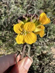 Erysimum suffrutescens