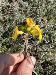 Erysimum suffrutescens