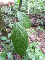 Matisia ochrocalyx