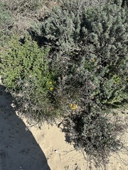 Erysimum suffrutescens