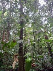 Matisia ochrocalyx