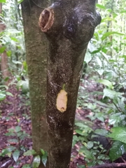 Matisia ochrocalyx