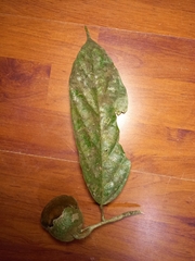 Matisia ochrocalyx