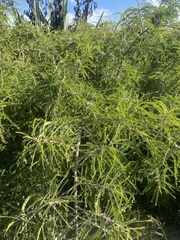 Sophora microphylla