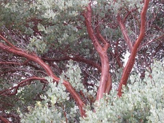 Arctostaphylos glandulosa
