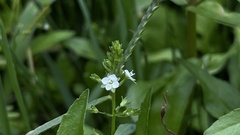 Veronica undulata