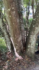 Mallotus philippensis