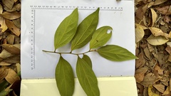 Mallotus philippensis