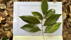 Mallotus philippensis