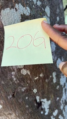 Mallotus philippensis