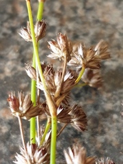 Juncus microcephalus