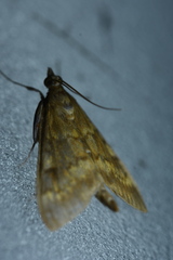 Ostrinia