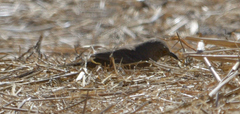Toxostoma bendirei