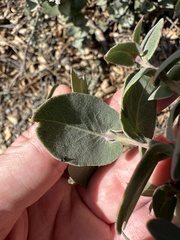 Arctostaphylos luciana