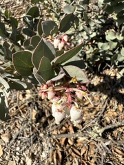 Arctostaphylos luciana
