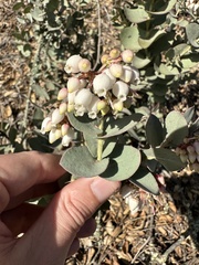 Arctostaphylos luciana