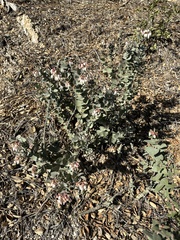 Arctostaphylos luciana