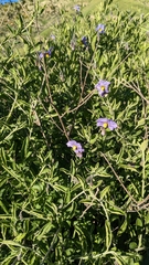 Solanum umbelliferum