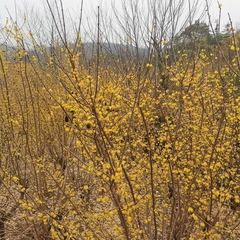 Chimonanthus praecox