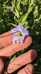 Solanum umbelliferum