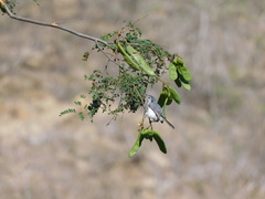 Polioptila bilineata