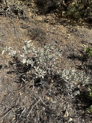 Eriodictyon traskiae smithii