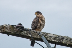 Falco novaeseelandiae