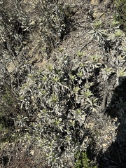 Eriodictyon traskiae smithii