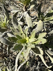 Eriodictyon traskiae smithii