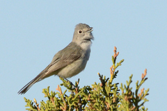 Vireo vicinior