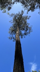 Casuarina cunninghamiana