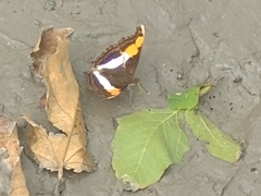 Doxocopa laure laure