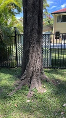 Casuarina cunninghamiana