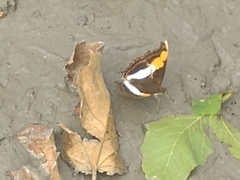 Doxocopa laure laure