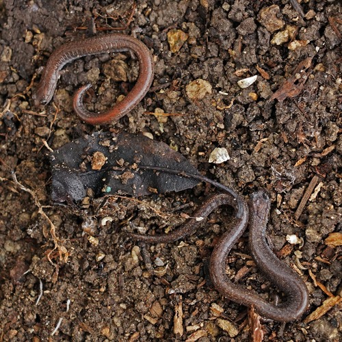 iNaturalist observation photo of Southern California Slender Salamander