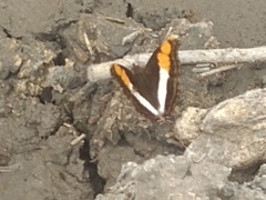 Doxocopa laure laure