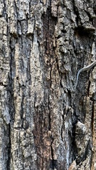 Casuarina cunninghamiana