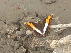 Doxocopa laure laure